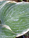 d0090888_720412.png