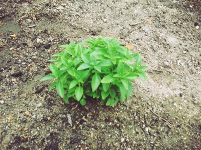 ama terrasse 野菜はじめました_e0120789_17200115.jpg