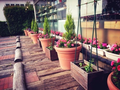 ama terrasse 野菜はじめました_e0120789_17210690.jpg