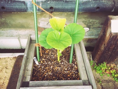 ama terrasse 野菜はじめました_e0120789_17213929.jpg