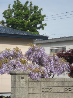 藤とナナカマドの花_e0148889_2014759.jpg