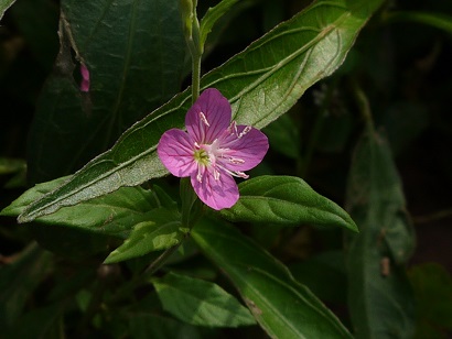 小さなお花可愛いね_d0043390_2323556.jpg