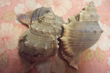 美月家の平日の食卓 都ボラ貝と焼きそら豆の味に衝撃 日常 インスト覚え書き