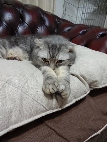 徒長しない派と猫。。_c0178104_08261659.jpg