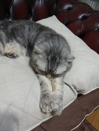 徒長しない派と猫。。_c0178104_08264738.jpg