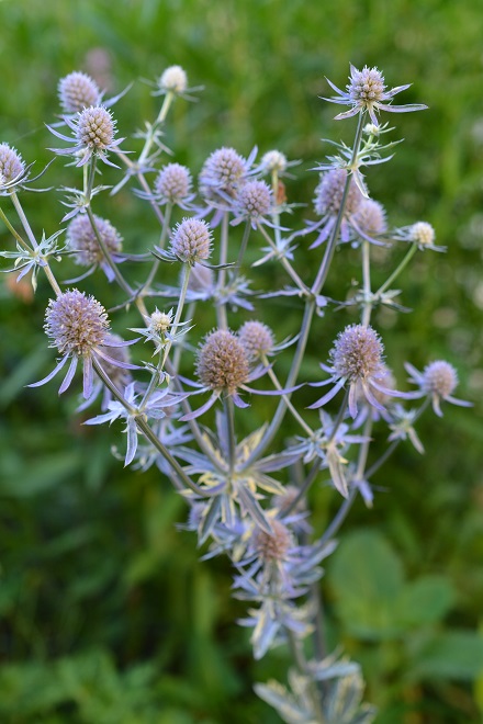 アナベルとエリンジウムのリース　パンパスグラス　グレベリア アナベルとエリンジウムのリース パンパスグラス グレベリア