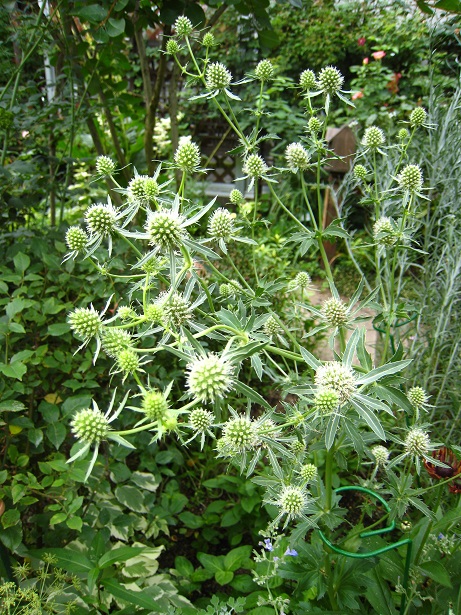 今日の花 エリンジューム エリンジウム Eryngium 涌谷よりドリームガーデン彩英花だより