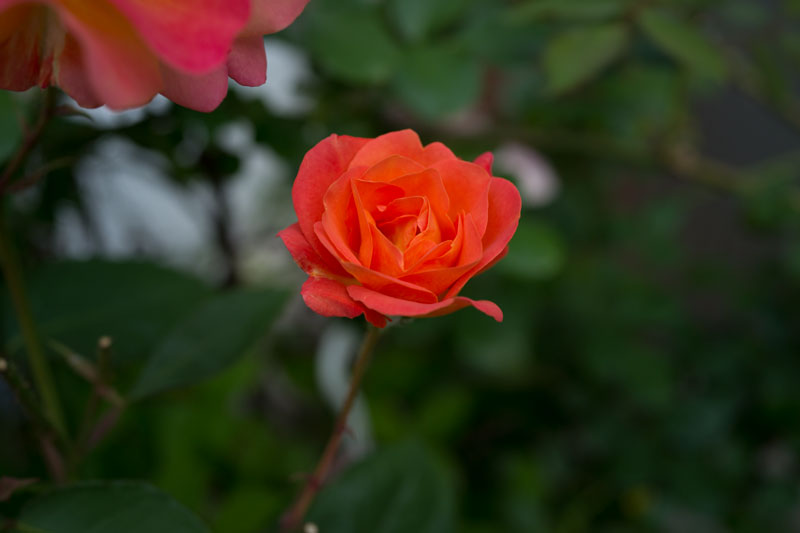 a0278914_5542899.jpg