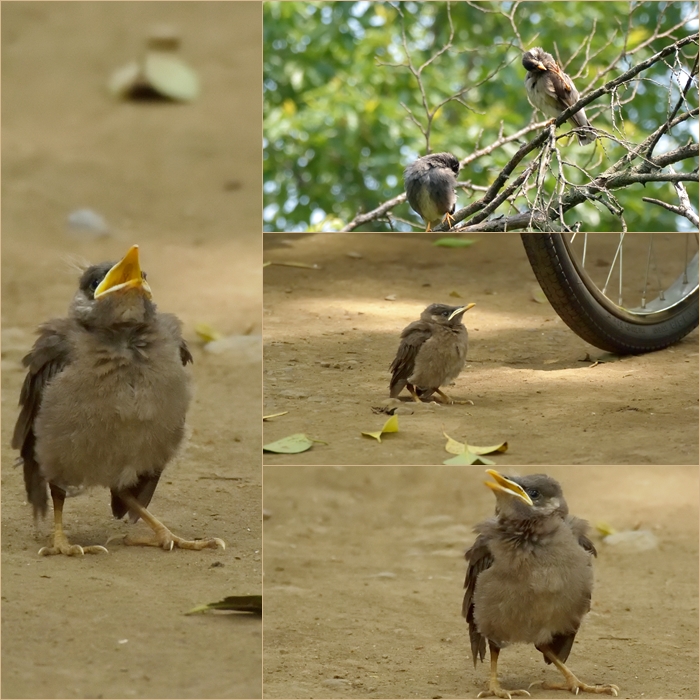 ムクドリと野桑 落ちた雛 動画も 15 5 28 In Tokyo むっちゃんの花鳥風月 鳥 猫 花 空 山