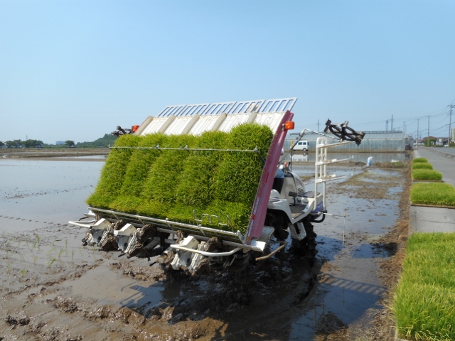 田植え_d0091122_21524340.jpg