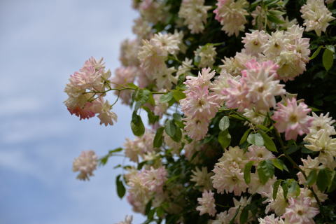 e0335926_00002815.jpg