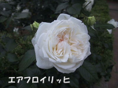 薔薇バラばら_b0165139_22341855.jpg