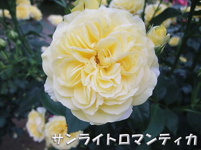 薔薇バラばら_b0165139_22352724.jpg