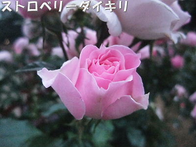 薔薇バラばら_b0165139_22362641.jpg