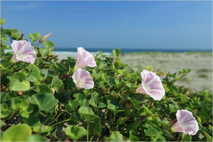 海岸に咲く花達　_e0091347_1514591.jpg