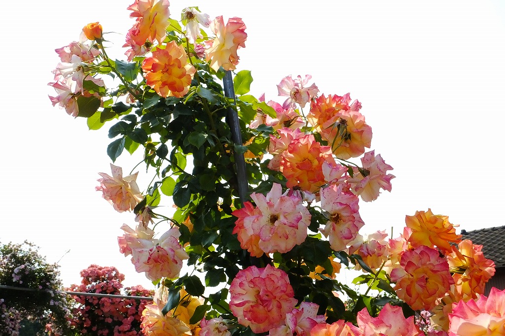 華やかな彩の薔薇の園で・・・_b0236251_1273034.jpg