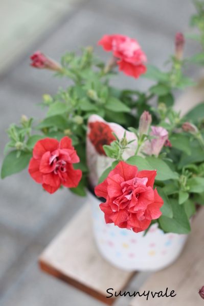 まだまだペチュニア さにべるスタッフblog Sunny Day S Garden まだまだペチュニア さにべるスタッフblog Sunny Day S Garden