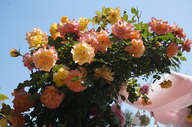 わんイベントに！　八子の花カフェへ(*ﾟ▽ﾟ*)_a0201257_12592837.jpg