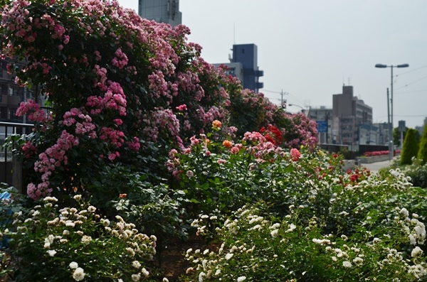 e0020957_2214688.jpg