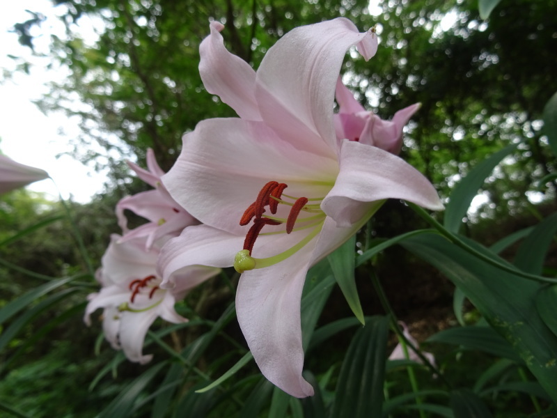 ササユリ８０輪開花中　in　うみべの森_c0108460_00064282.jpg