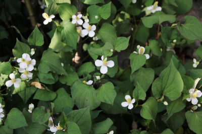 ドクダミとヤマボウシ Sugar Butter