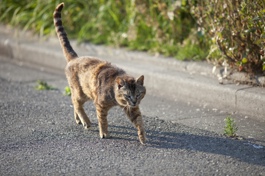 来ないとみせかけてやって来た猫の左前足_e0195168_111173.jpg