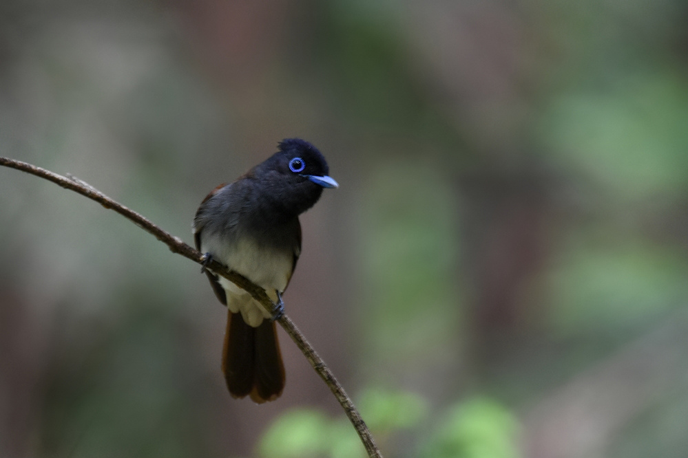 サンコウチョウ Ⅰ暇つぶし?_f0053272_9133374.jpg