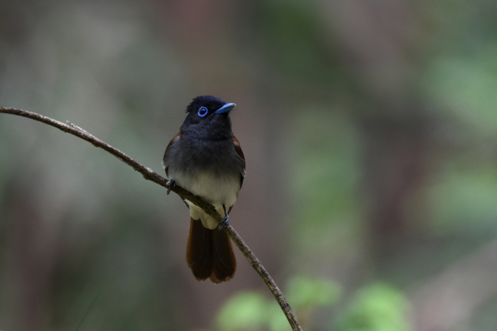 サンコウチョウ Ⅰ暇つぶし?_f0053272_913541.jpg