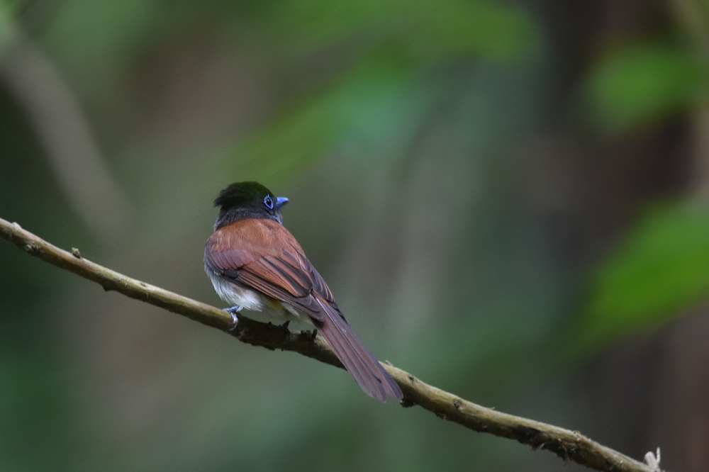 サンコウチョウ Ⅰ暇つぶし?_f0053272_9154060.jpg