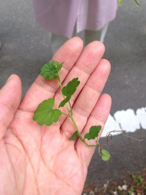 美山荘 日本のもてなし_e0326573_14124433.jpg