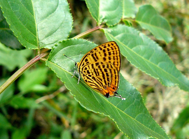d0019074_1541391.jpg