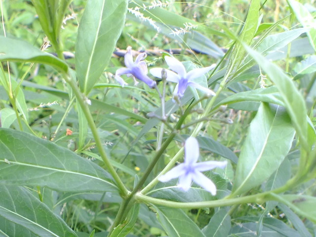 e0145782_14401234.jpg