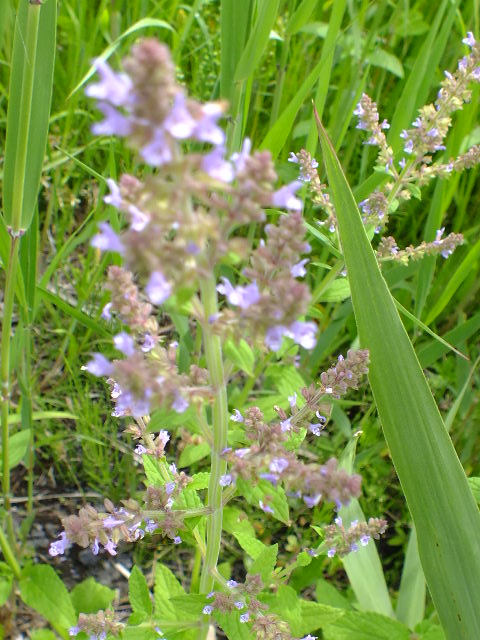 e0145782_14411261.jpg
