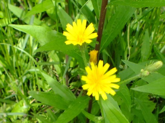 e0145782_14415986.jpg