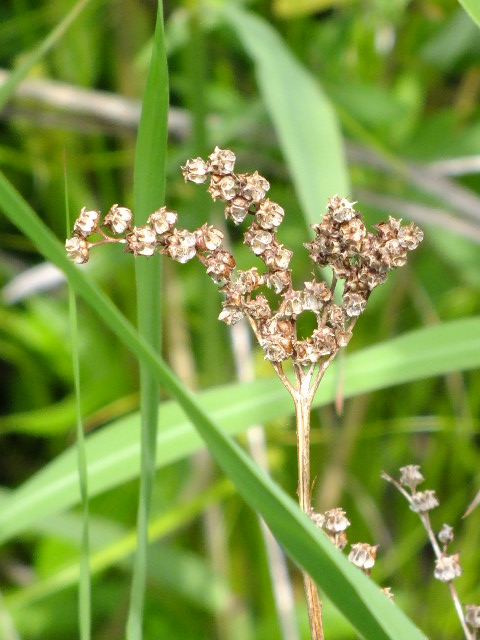 e0145782_14433280.jpg