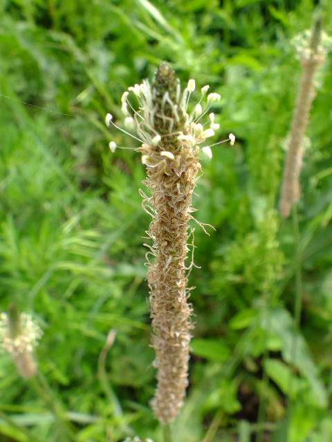 e0145782_14443041.jpg