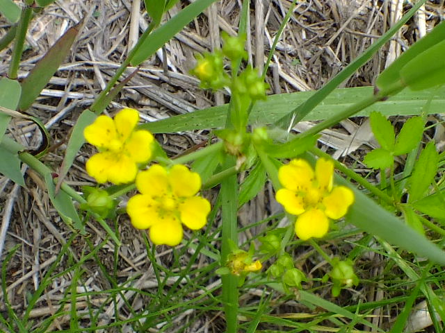 e0145782_1445998.jpg