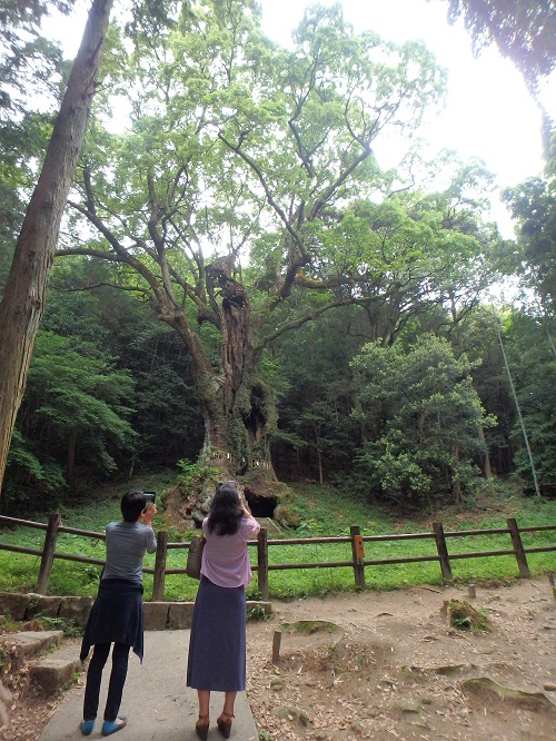 大楠と蛍_d0195183_2454921.jpg