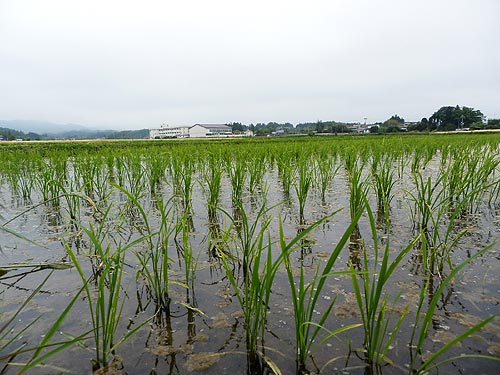 5月28日の田んぼ(上目黒小・枝野小)_d0247484_101207.jpg
