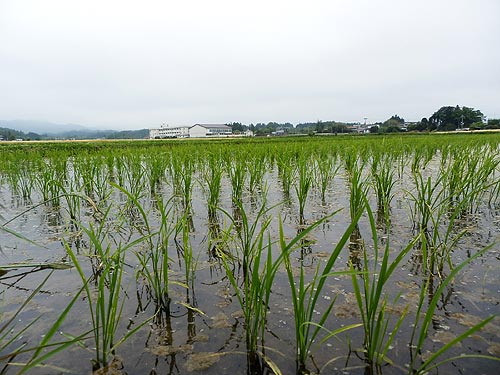 ５月２８日の田んぼ（上目黒小・枝野小）_d0247484_101207.jpg