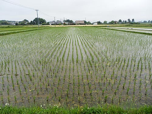5月28日の田んぼ(上目黒小・枝野小)_d0247484_1045187.jpg