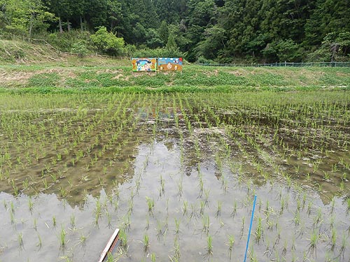 5月28日の田んぼ(月光原小・西根小)_d0247484_10473972.jpg