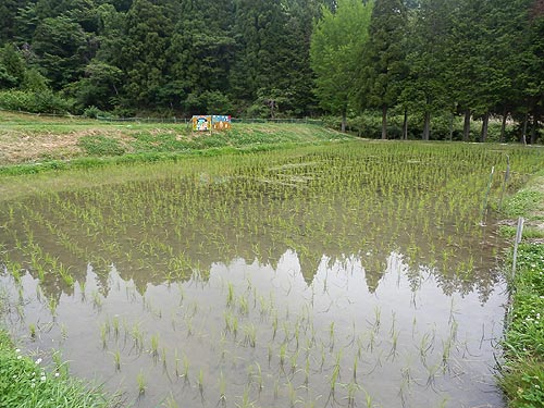 5月28日の田んぼ(月光原小・西根小)_d0247484_104944.jpg