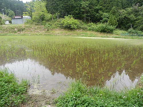 5月28日の田んぼ(月光原小・西根小)_d0247484_10521064.jpg