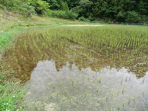 5月28日の田んぼ(月光原小・西根小)_d0247484_10522396.jpg
