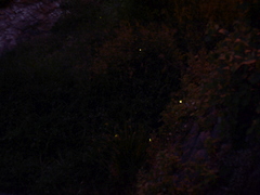 b0192588_93927.jpg