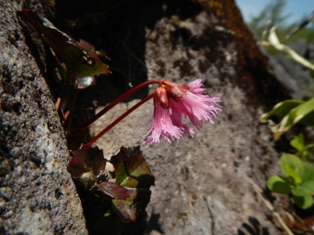 高峯山花情報_e0120896_07233982.jpg