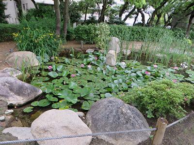 東遊園地のビオトープ_b0051598_2251478.jpg