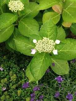 c0341398_16044155.jpg