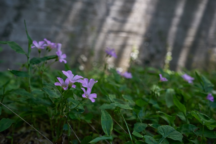 恵楓園の植物たち_e0135098_644131.jpg